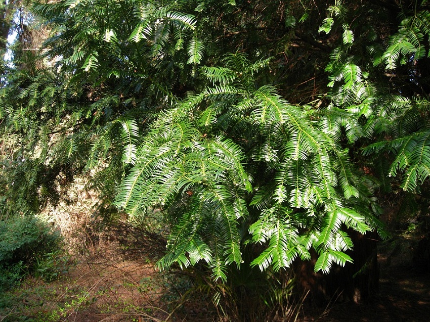 Изображение особи Cephalotaxus harringtonia.