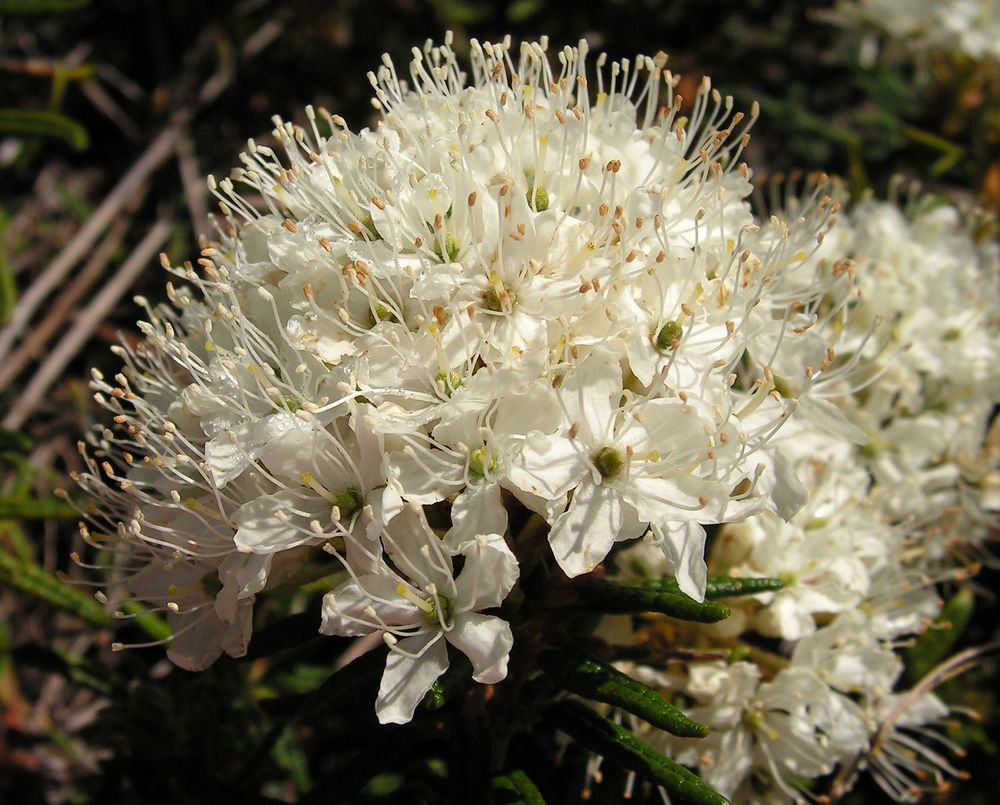 Image of Ledum decumbens specimen.