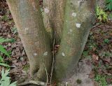 Broussonetia papyrifera. Комлевые части стволов многоствольного растения. Германия, г. Дюссельдорф, Ботанический сад университета. 14.08.2013.