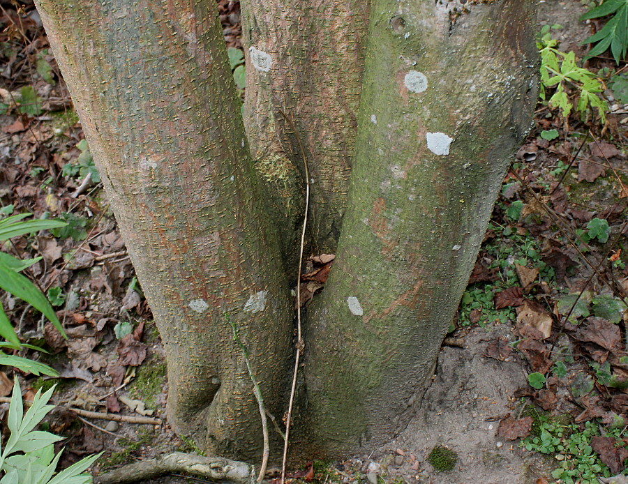 Изображение особи Broussonetia papyrifera.