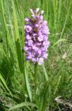 Dactylorhiza baltica