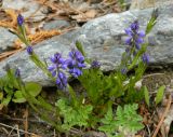 Polygala alpicola