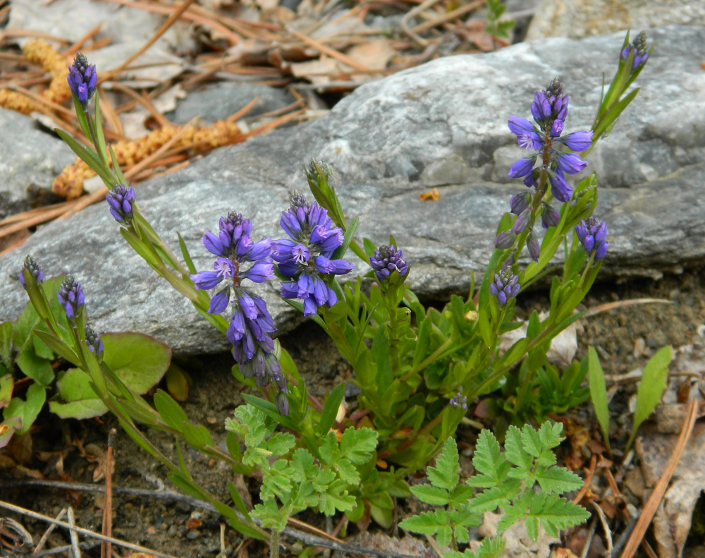 Image of Polygala alpicola specimen.