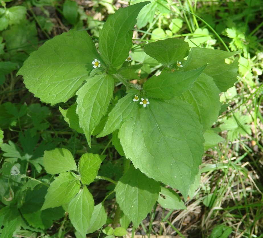 Изображение особи Galinsoga quadriradiata.