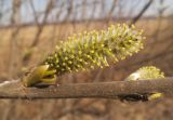 Salix dasyclados Wimm. × Salix cinerea