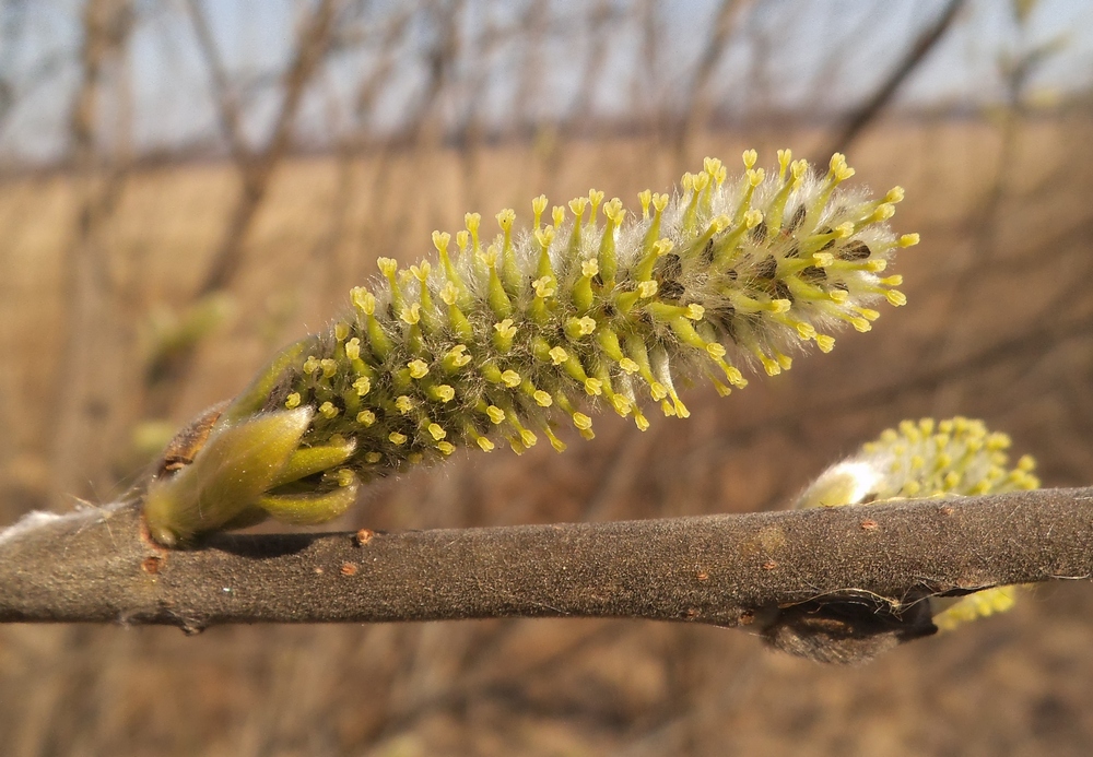Image of genus Salix specimen.
