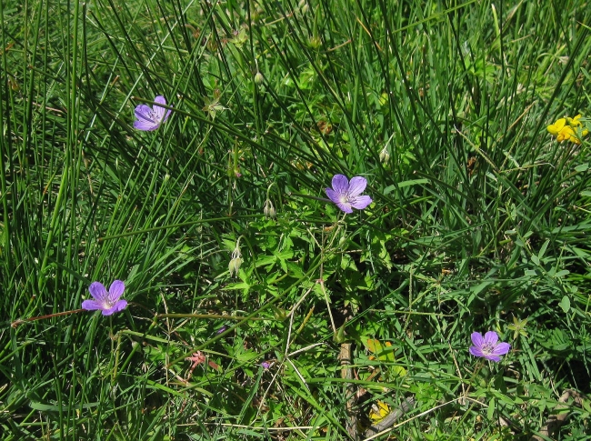 Изображение особи Geranium collinum.