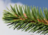 Picea abies. Верхушка побега. Германия, г. Дюссельдорф, Ботанический сад университета. 02.03.2014.