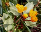 Berberis darwinii. Соцветие и листья (у листьев видны их нижние стороны). Германия, г. Дюссельдорф, Ботанический сад университета. 02.03.2014.