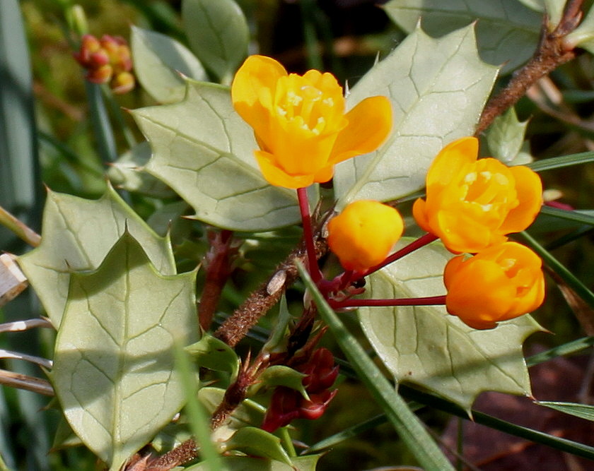 Image of Berberis darwinii specimen.