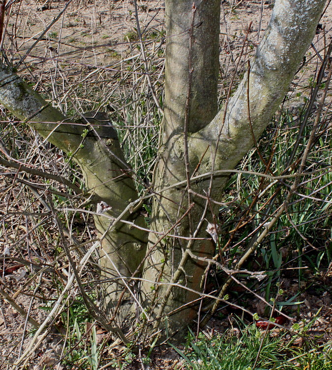 Image of Sorbus mougeotii specimen.