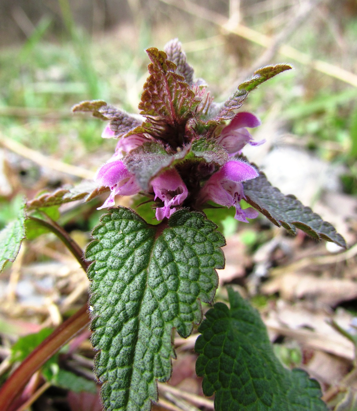 Image of Lamium purpureum specimen.