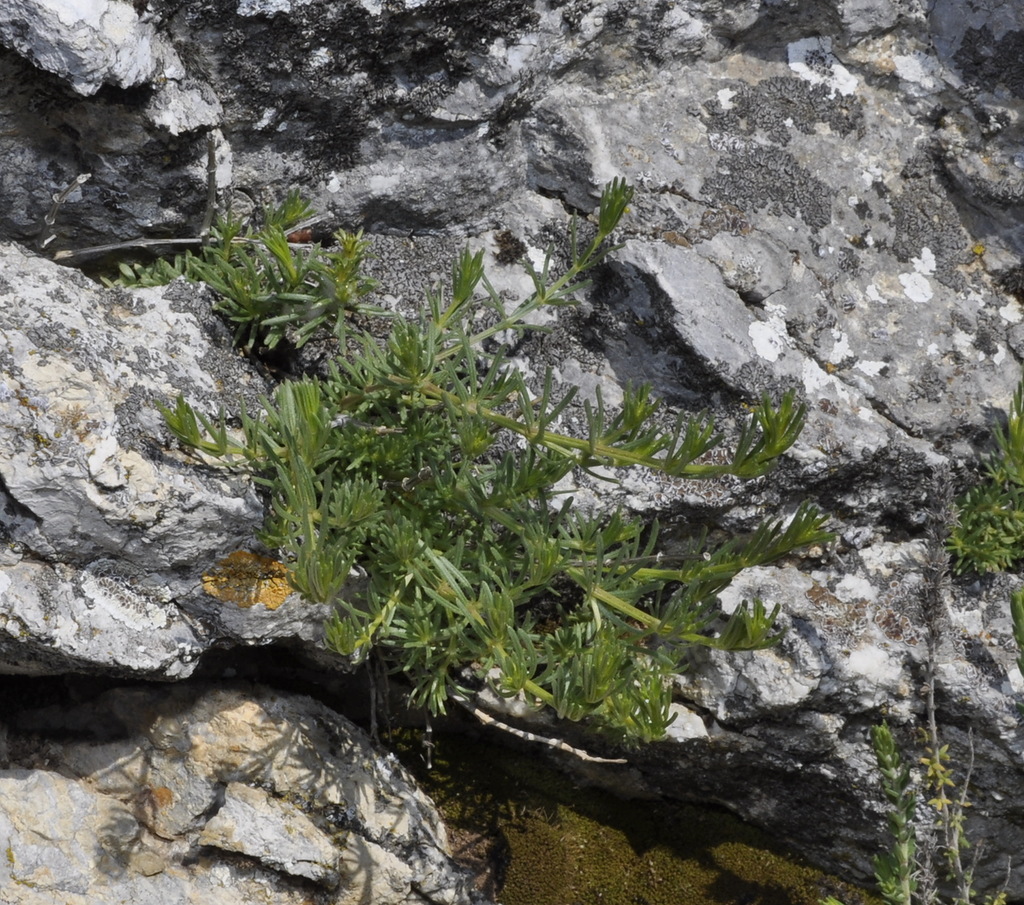 Image of genus Galium specimen.