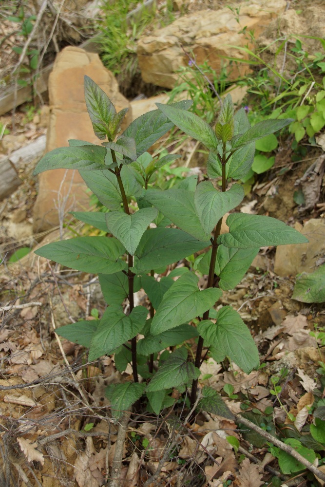 Изображение особи Scrophularia nodosa.