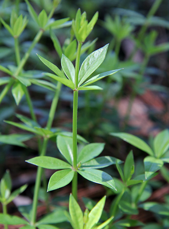 Image of familia Rubiaceae specimen.