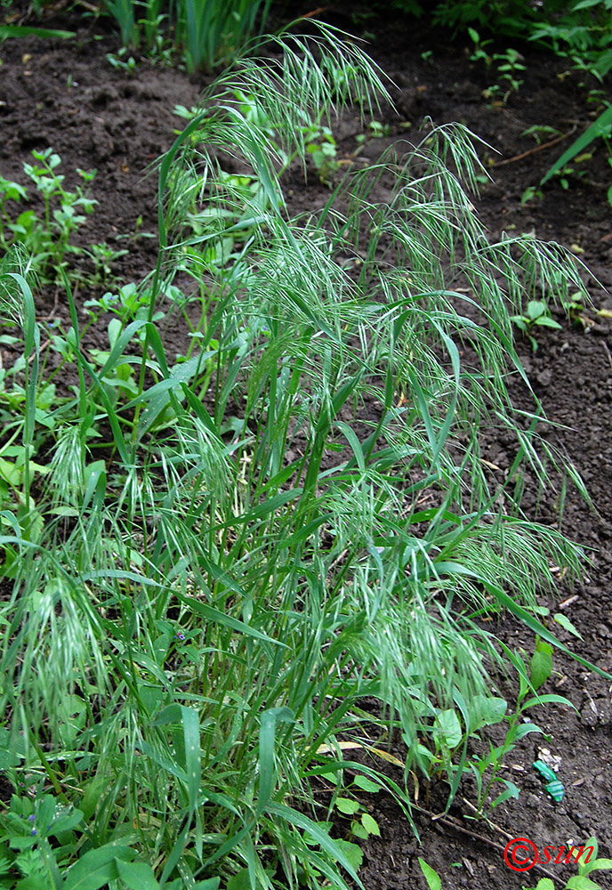 Изображение особи Anisantha tectorum.