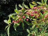 Euonymus europaeus