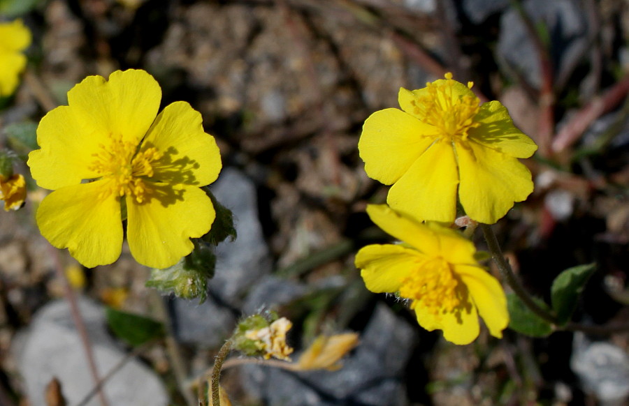 Изображение особи Helianthemum alpestre.