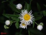 Erigeron annuus