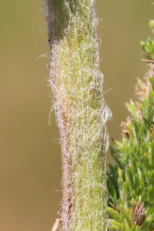 Image of Achillea setacea specimen.