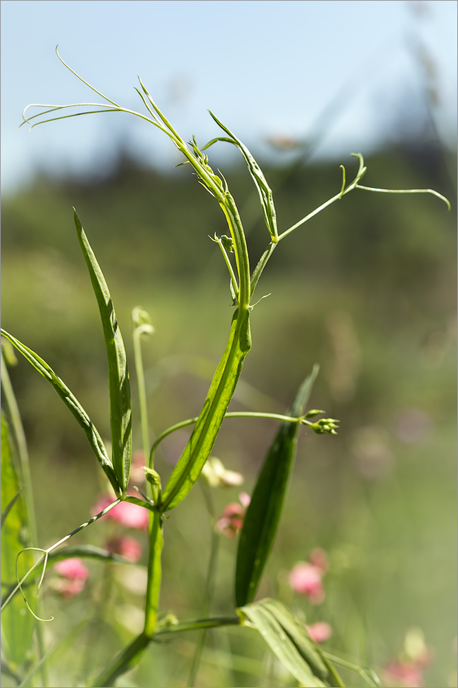 Изображение особи Lathyrus sylvestris.