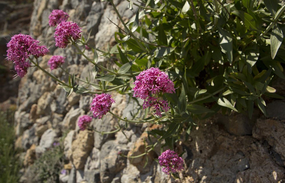 Image of Centranthus ruber specimen.