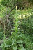 Verbascum thapsus