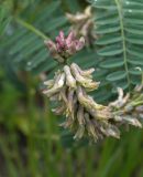 Astragalus falcatus