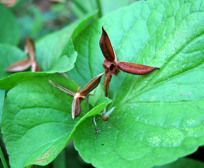 Изображение особи Viola mirabilis.