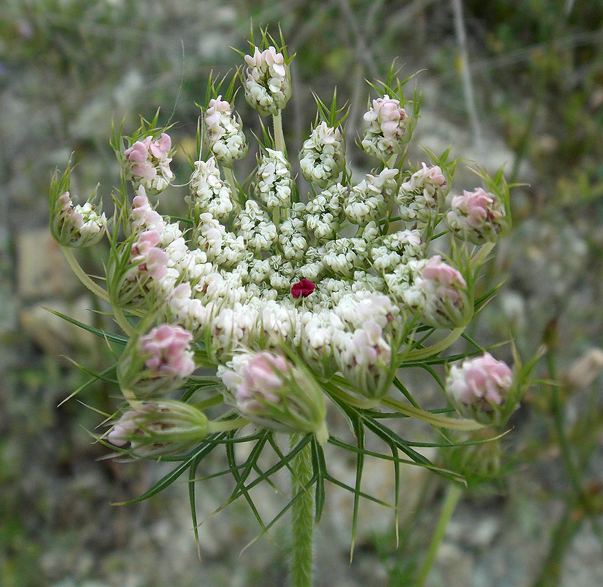 Image of Daucus carota specimen.