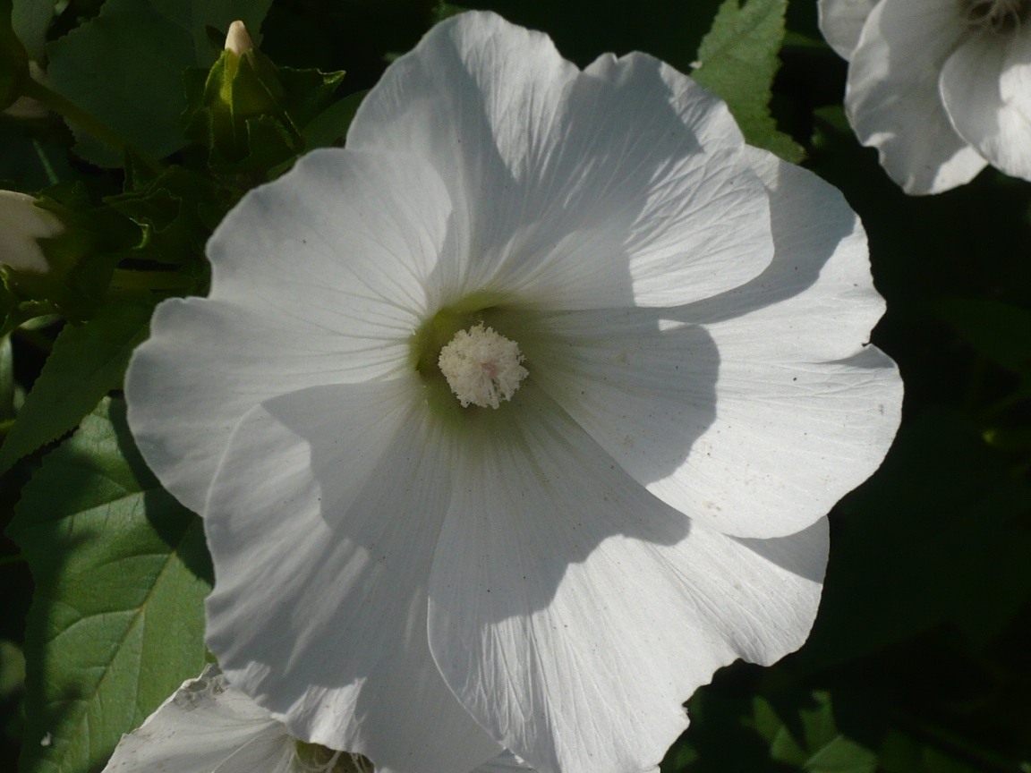 Image of Malva trimestris specimen.