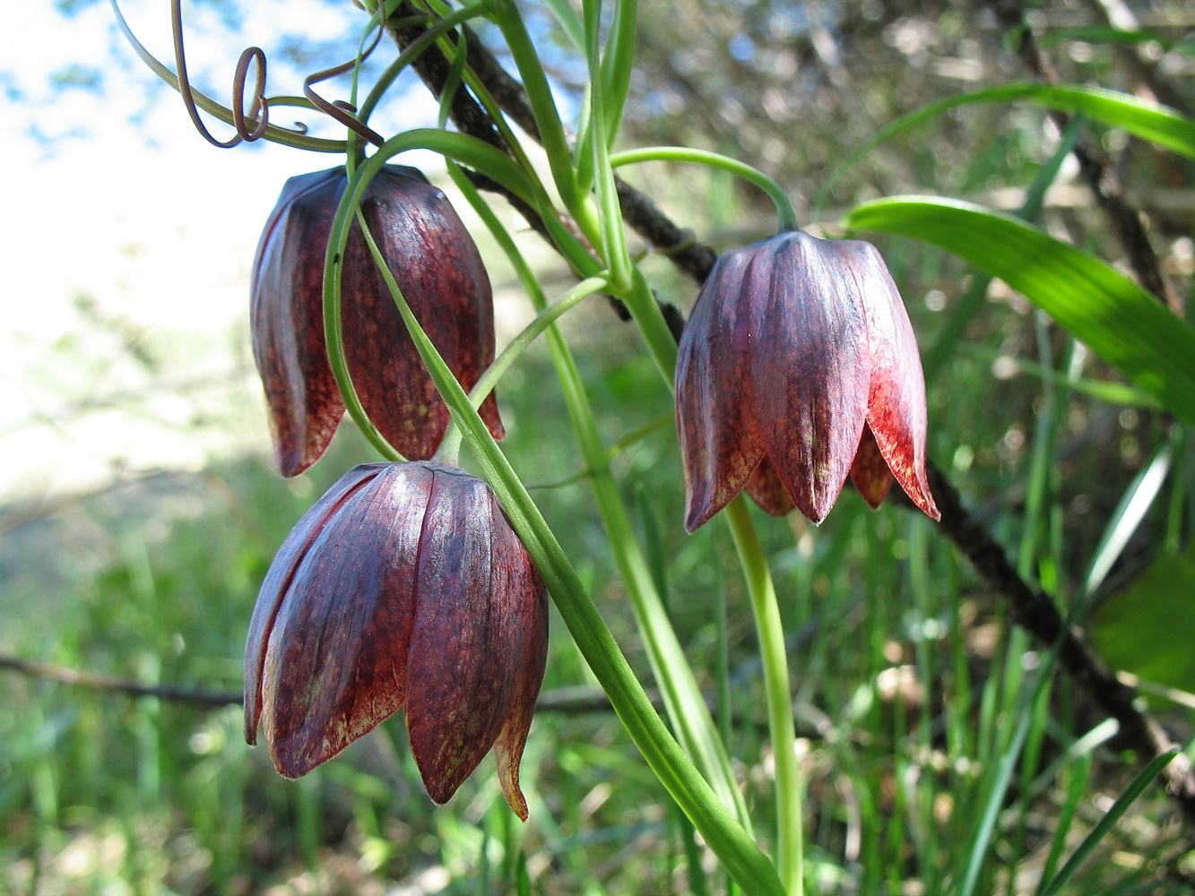 Изображение особи Fritillaria kolbintsevii.