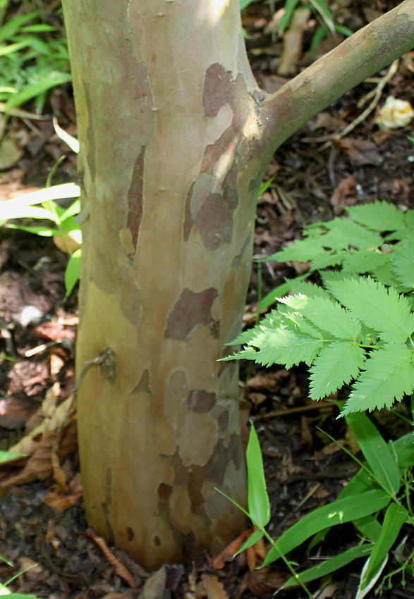 Изображение особи Stewartia pseudocamellia.