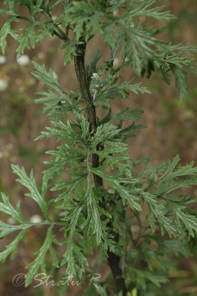 Изображение особи Senecio erucifolius.