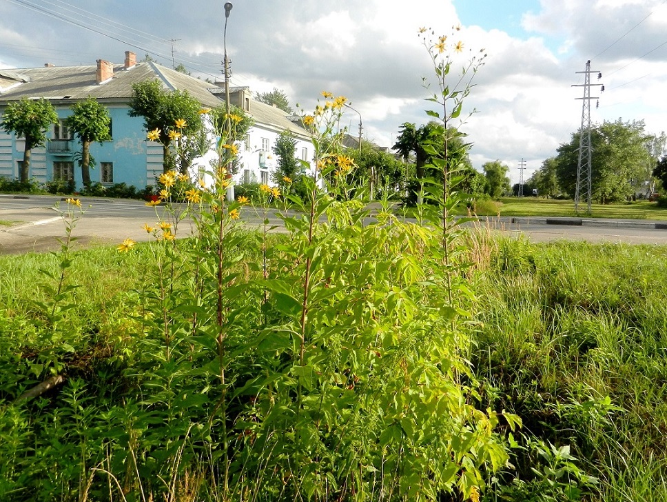 Image of Helianthus tuberosus specimen.
