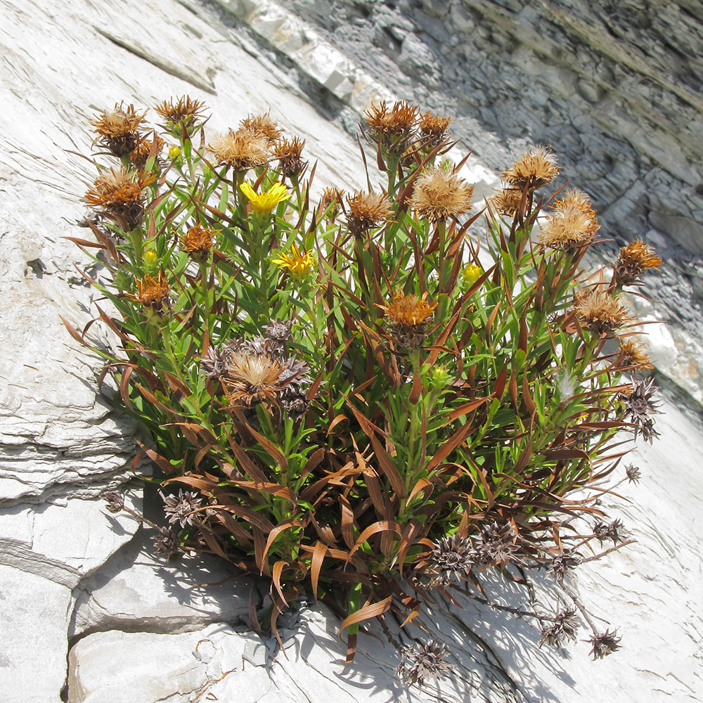 Image of Inula ensifolia specimen.