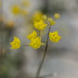 Bupleurum karglii. Соцветия. Черногория, нац. парк Ловчен. 18.07.2014.