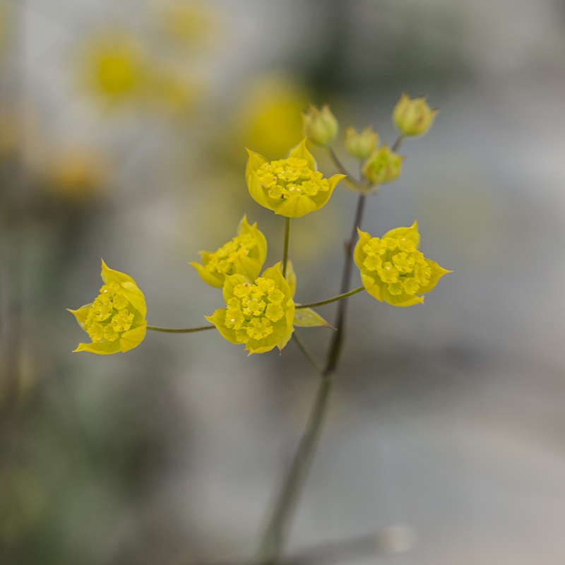 Image of Bupleurum karglii specimen.