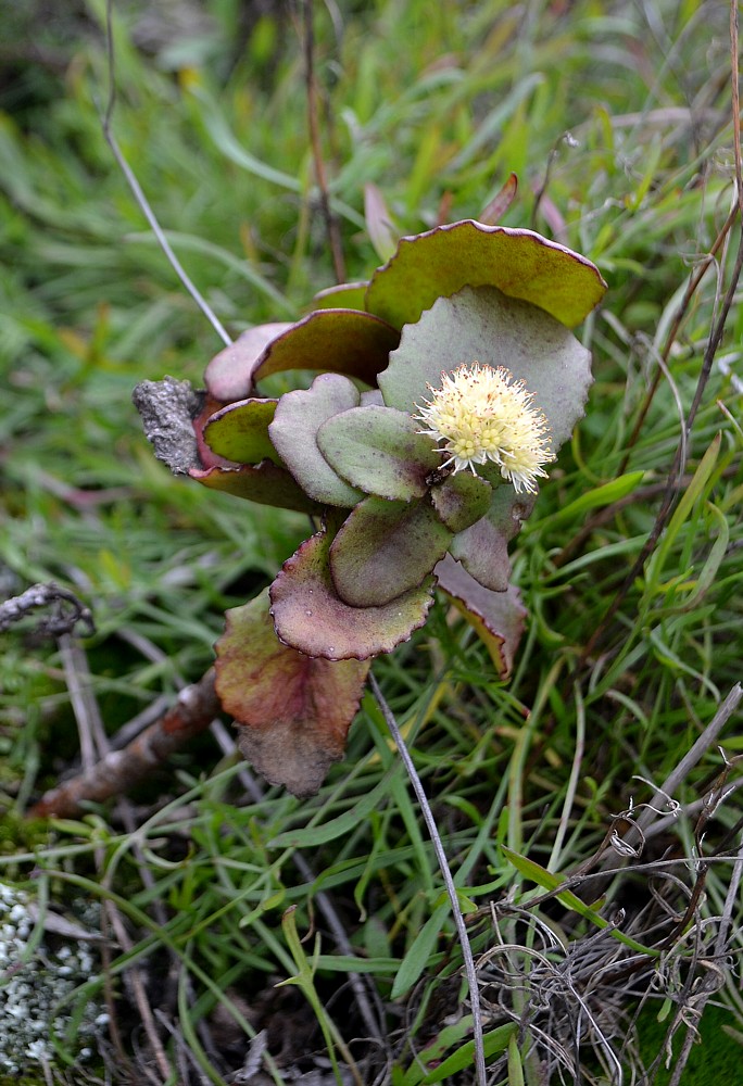 Изображение особи Hylotelephium stepposum.