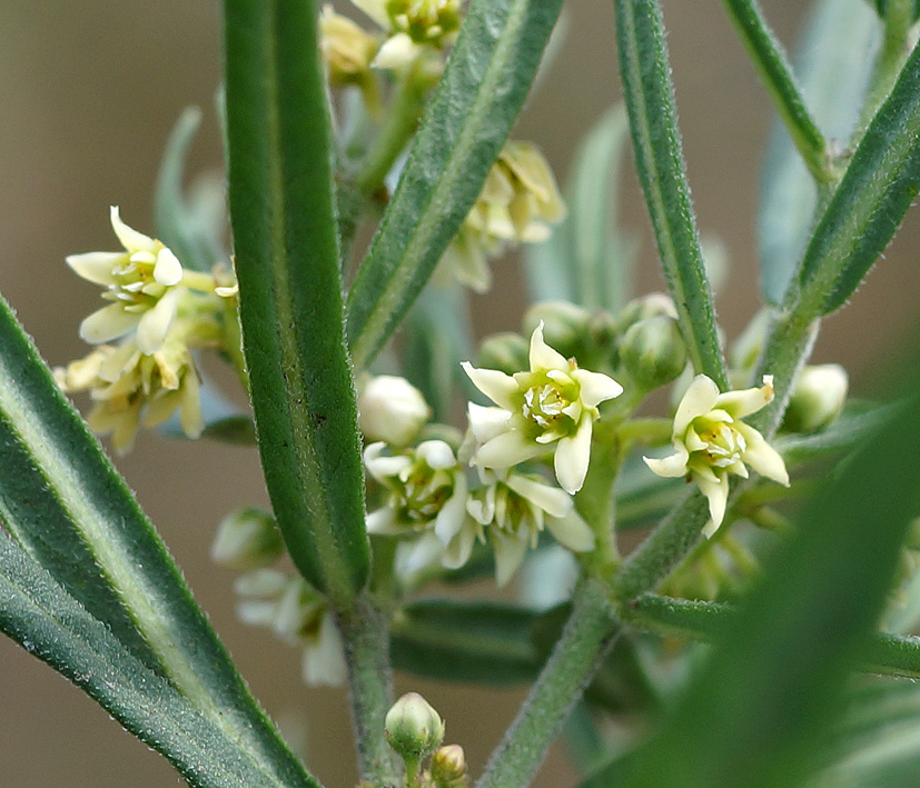 Image of Vincetoxicum sibiricum specimen.