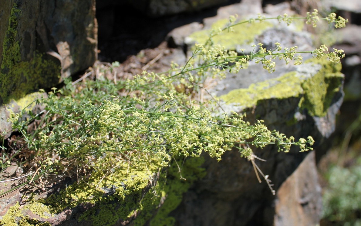 Изображение особи Galium coriaceum.