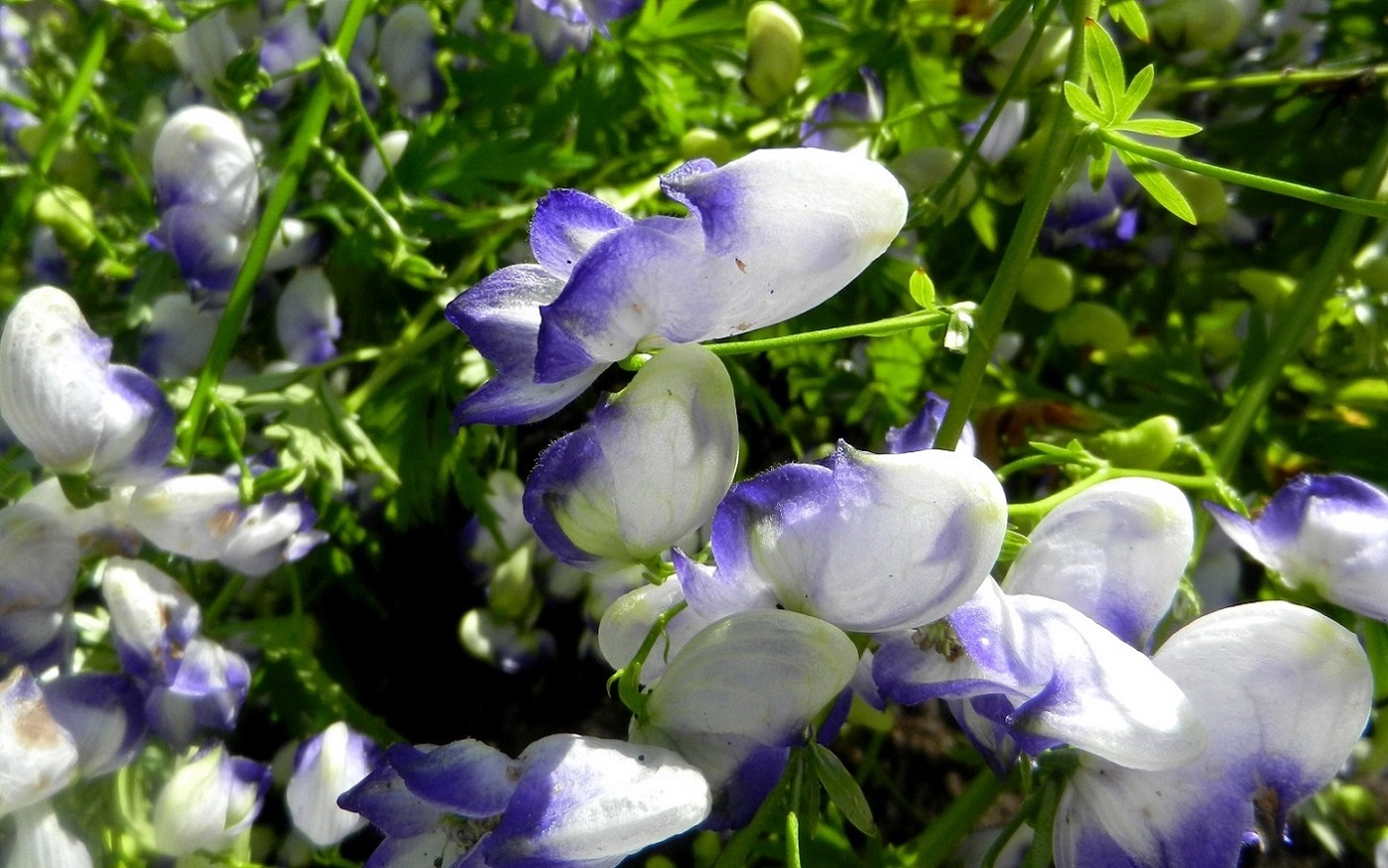 Image of Aconitum × stoerkianum specimen.