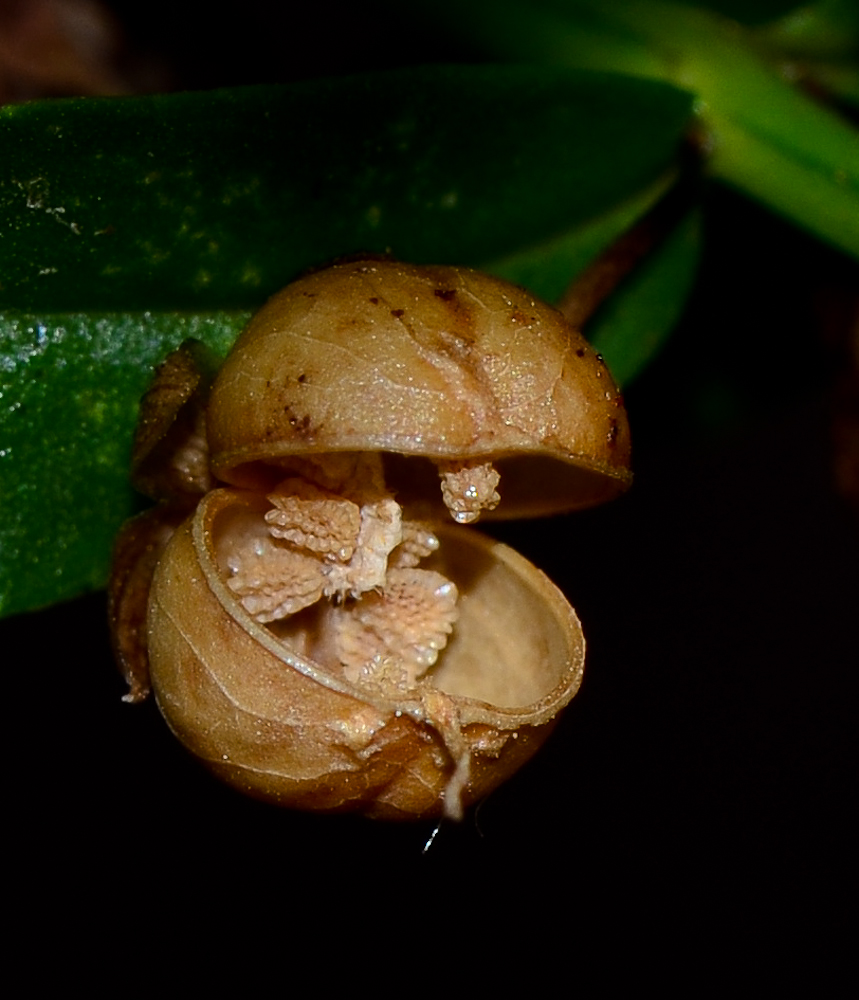 Image of Angelonia angustifolia specimen.