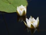 Nymphaea candida