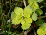 Chrysosplenium kamtschaticum