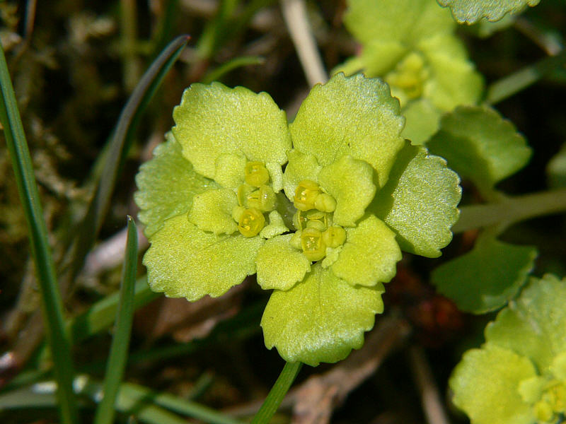 Image of Chrysosplenium kamtschaticum specimen.