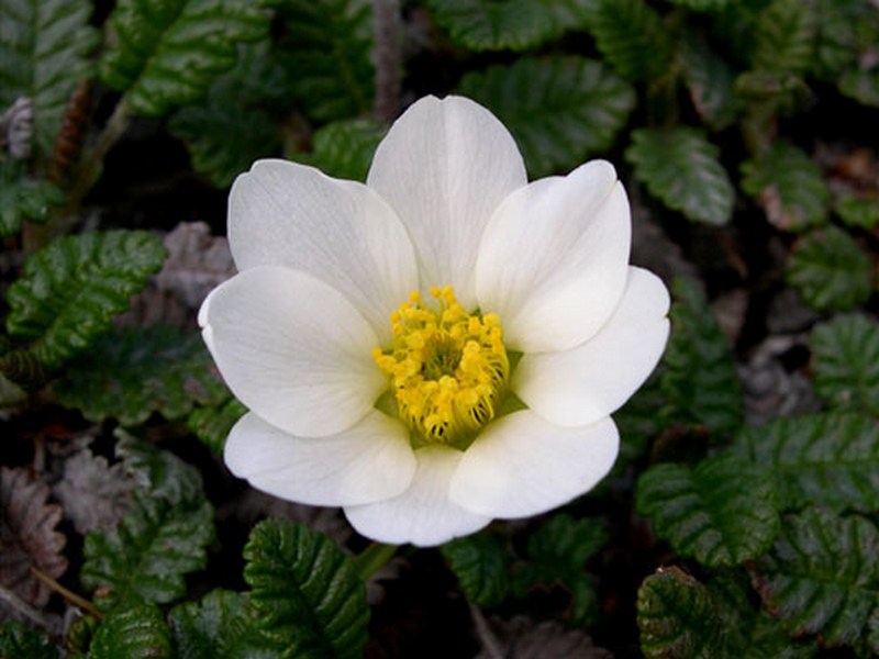 Image of Dryas punctata specimen.