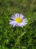 Symphyotrichum &times; versicolor