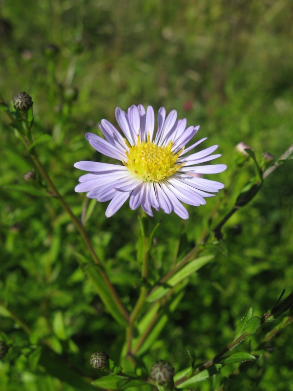 Изображение особи Symphyotrichum &times; versicolor.