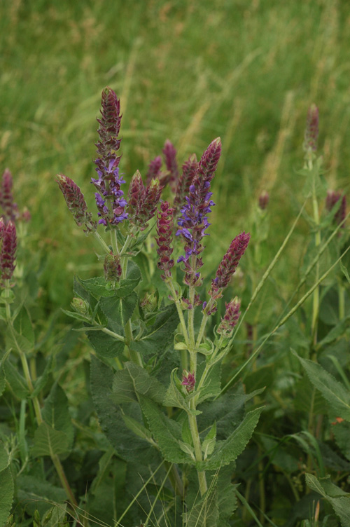 Изображение особи Salvia deserta.